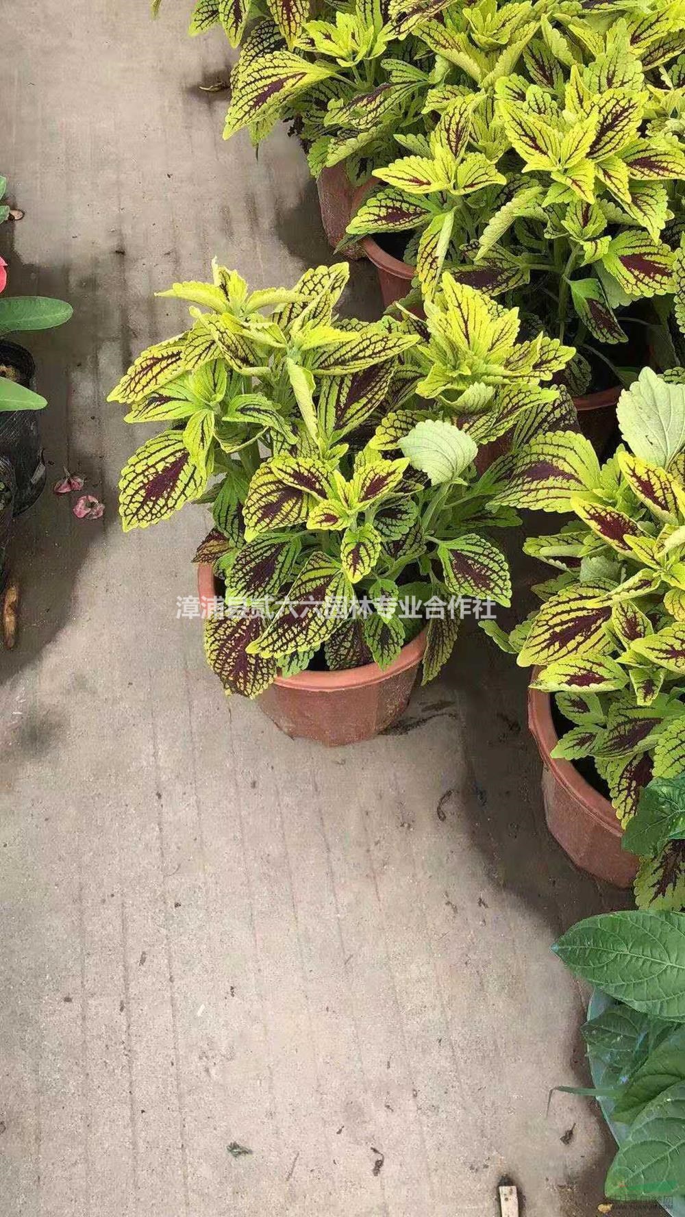 福建[產(chǎn)品]/福建彩葉草，紅盆，高度30冠幅30，價格7元價格/報價