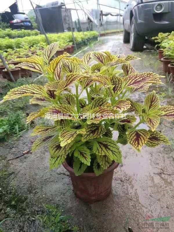 福建[產(chǎn)品]/福建彩葉草，紅盆，高度30冠幅30，價格7元價格/報價
