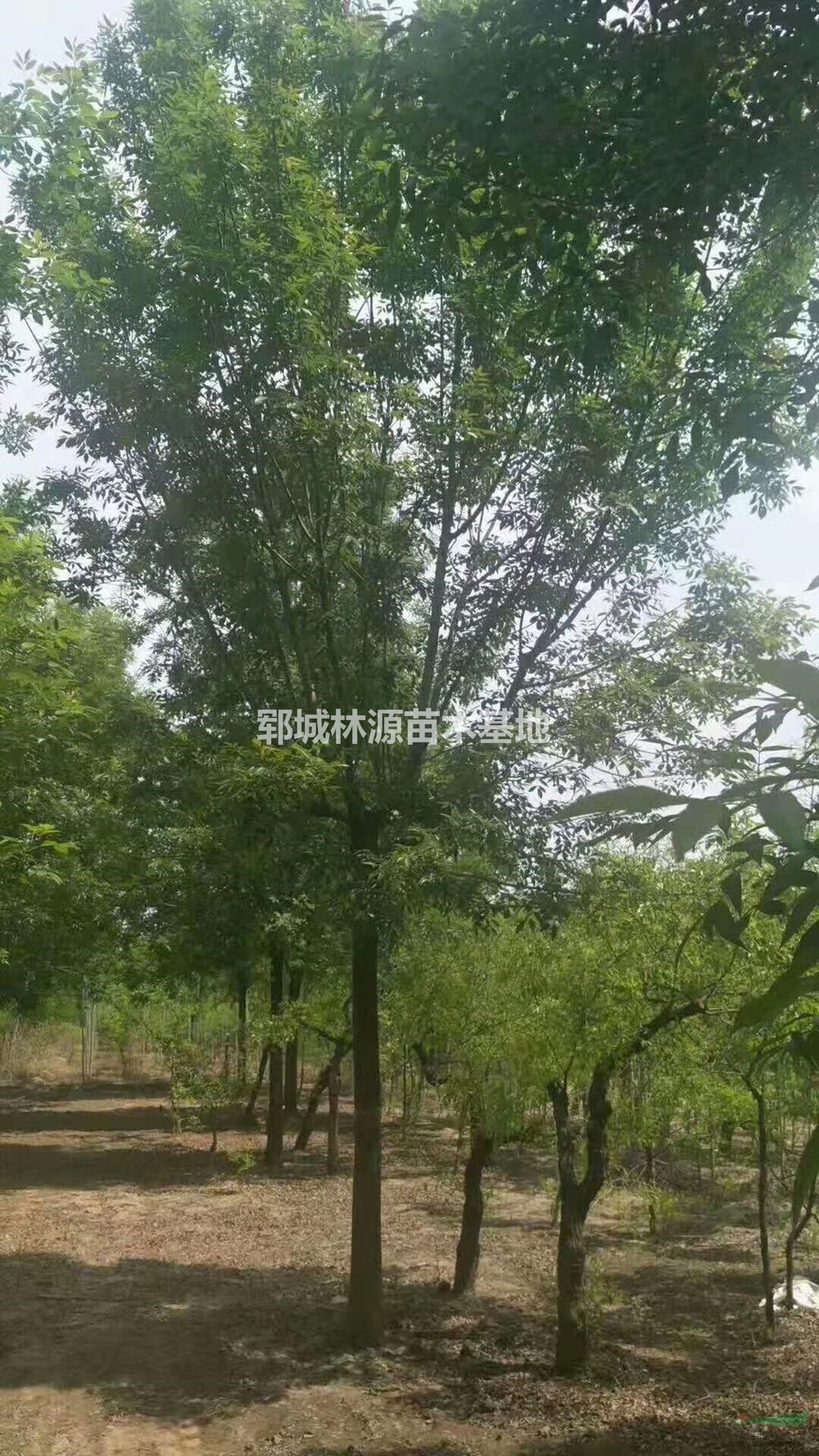 截桿白蠟三年冒/鄆城國槐移栽樹價(jià)格/精品白蠟價(jià)格行情報(bào)價(jià)/截桿白蠟三年冒/鄆城國槐移栽樹價(jià)格/精品白蠟價(jià)格圖片展示