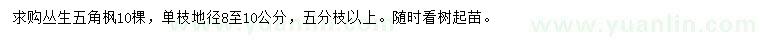 求購叢生五角楓