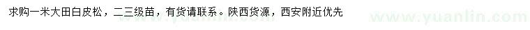 求購1米白皮松