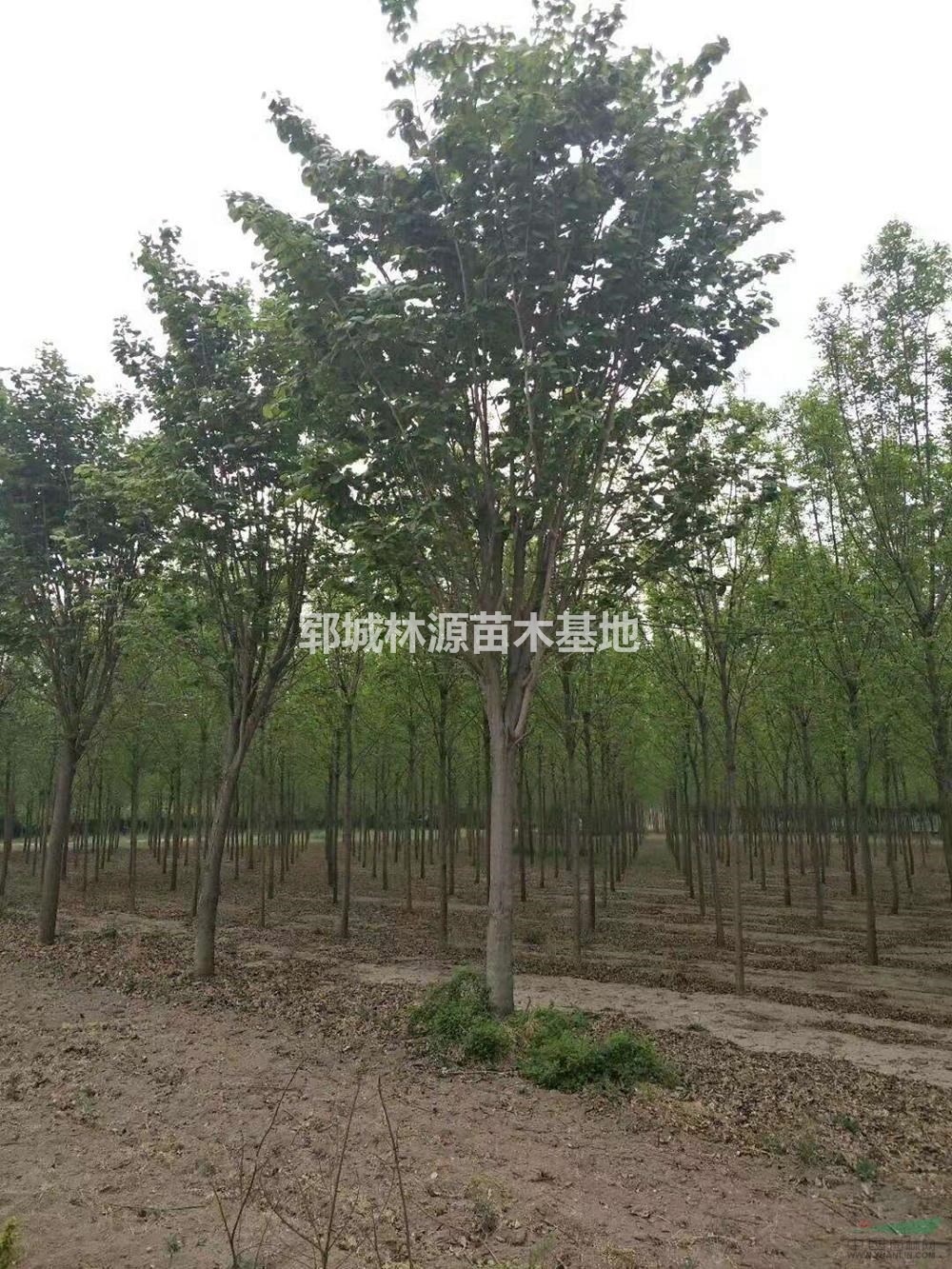 大量原生國槐、白蠟低價出售/全國給地區(qū)低價的國槐出售圖片/大量原生國槐、白蠟低價出售/全國給地區(qū)低價的國槐出售報價