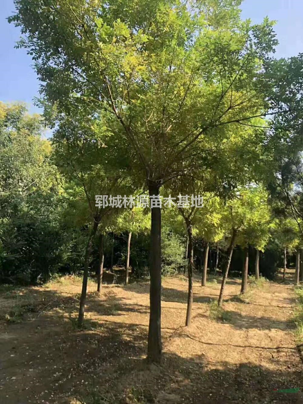 大量原生國槐、白蠟低價出售/全國給地區(qū)低價的國槐出售圖片/大量原生國槐、白蠟低價出售/全國給地區(qū)低價的國槐出售報價