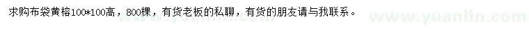 求購100公分黃榕