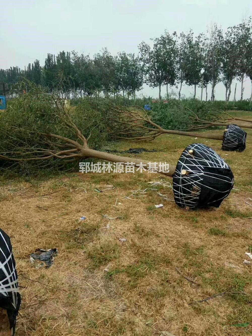 高分枝截桿國槐/國槐價格行情/鄆城國槐報價