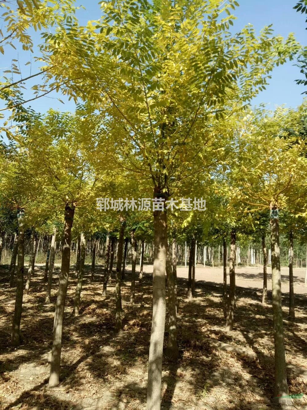 山東供應(yīng)2019年嫁接國(guó)槐在那里可以買到？規(guī)格齊全