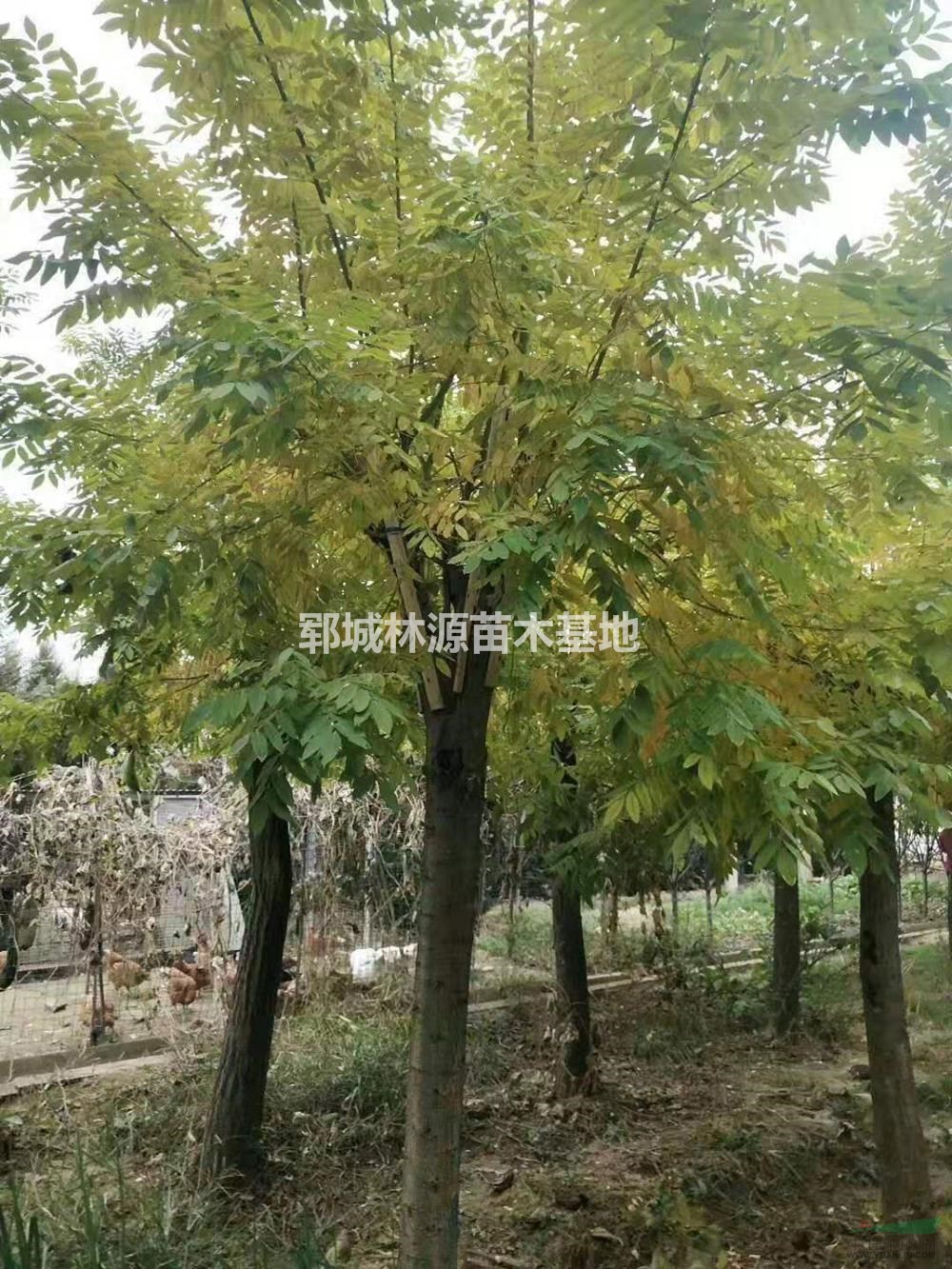 山東供應(yīng)2019年嫁接國(guó)槐在那里可以買到？規(guī)格齊全