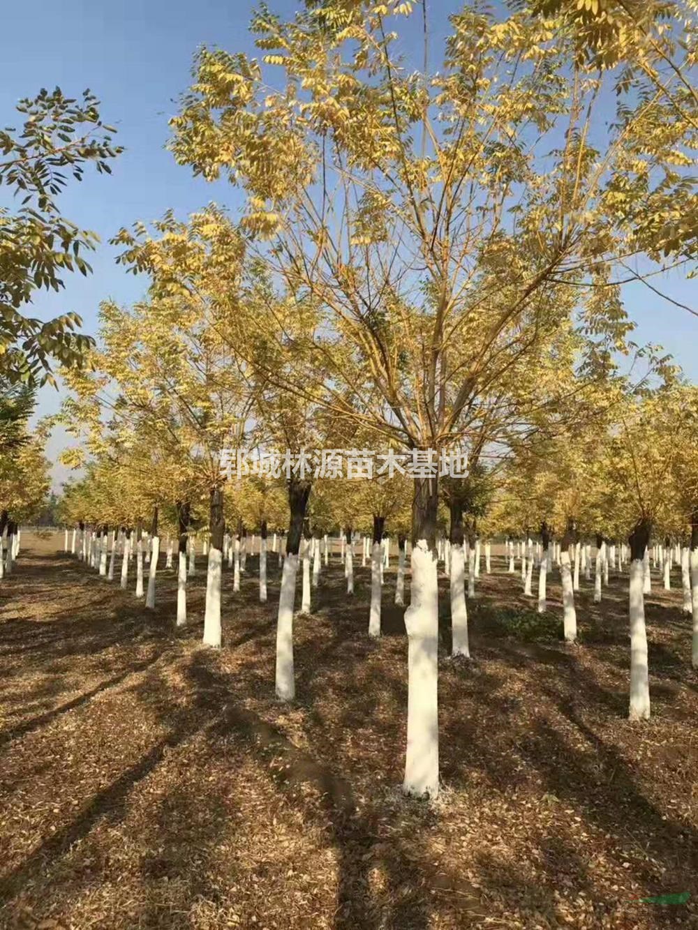 2019年山東新高桿嫁接金枝槐報價/金葉槐