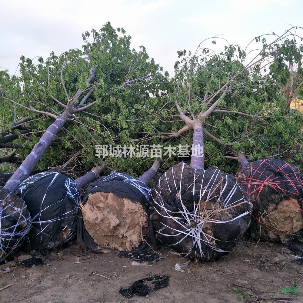 山東供應(yīng)貴州地區(qū)國(guó)槐分枝批發(fā)供應(yīng)白蠟、法桐、國(guó)槐、金葉槐