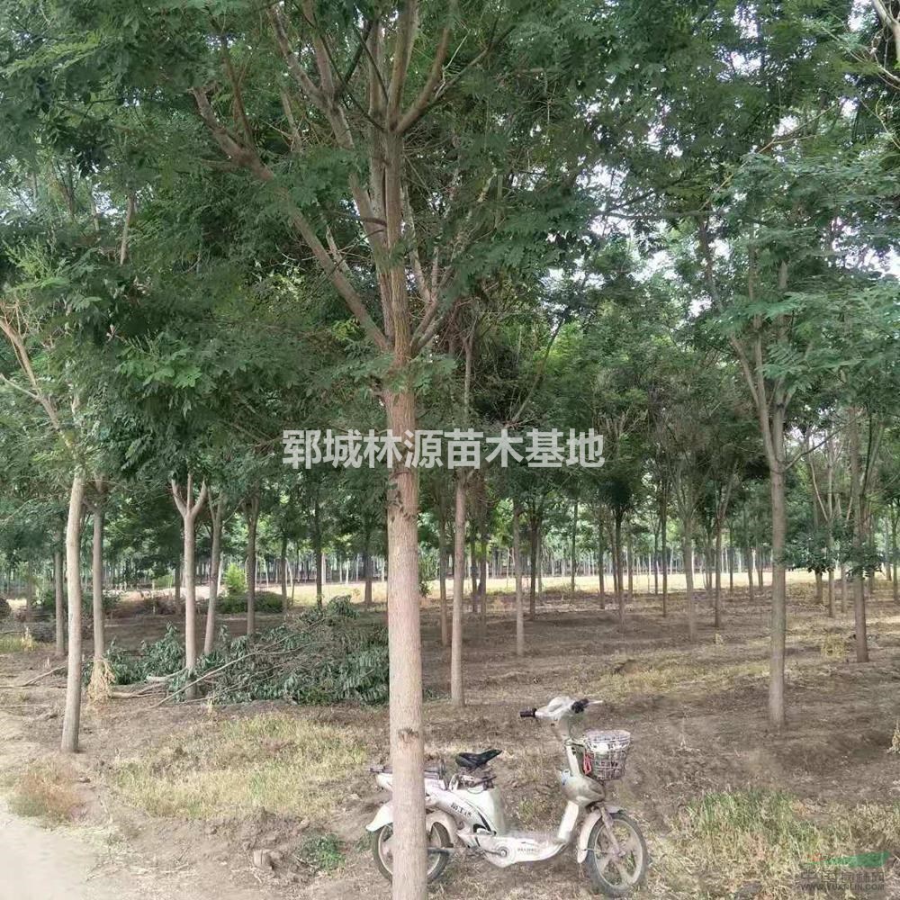 山東供應(yīng)貴州地區(qū)國(guó)槐分枝批發(fā)供應(yīng)白蠟、法桐、國(guó)槐、金葉槐