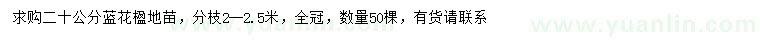 求購(gòu)20公分藍(lán)花楹
