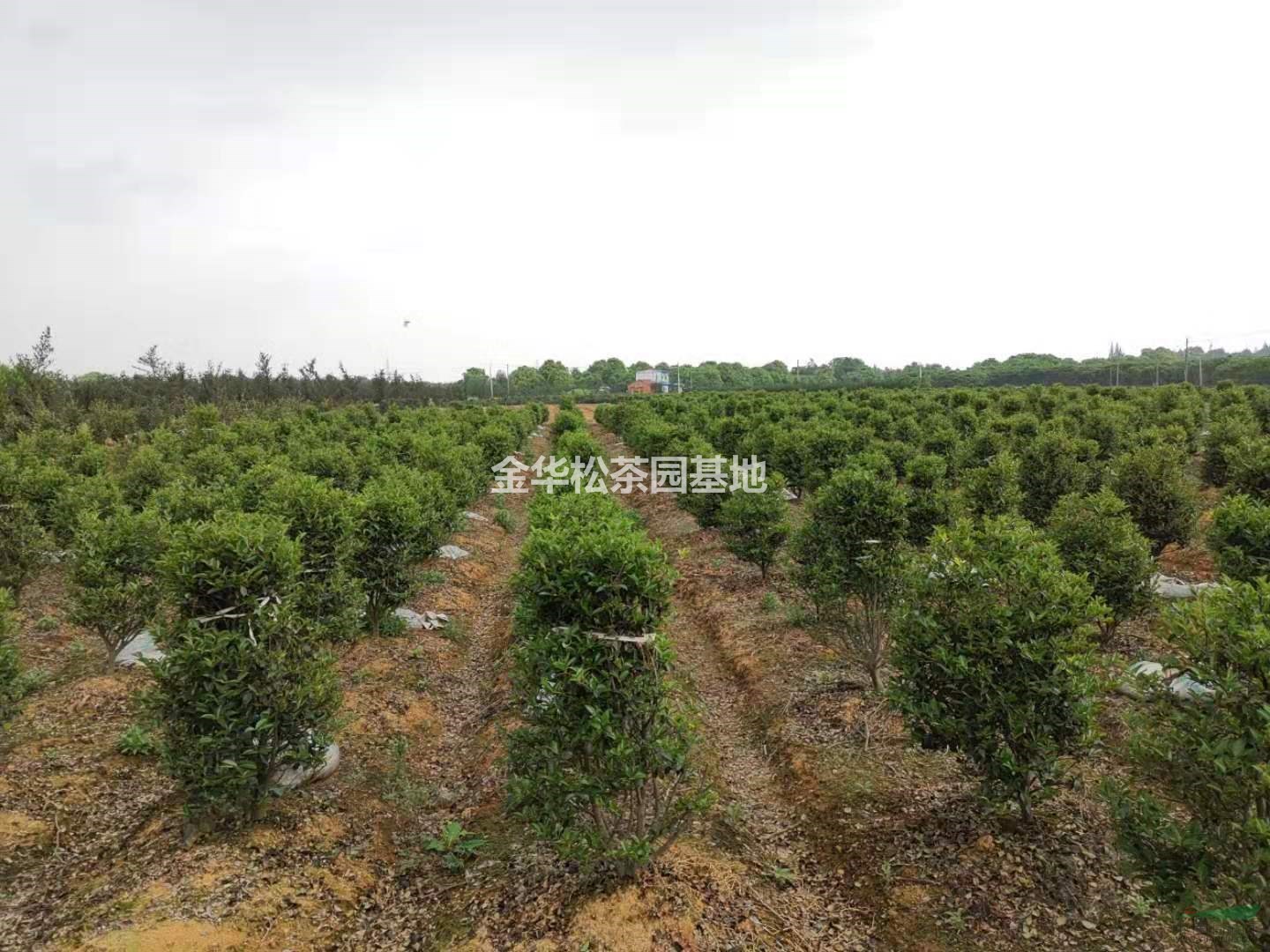 浙江茶花 金華茶花 浙江茶梅 金花茶梅批發(fā)/供應