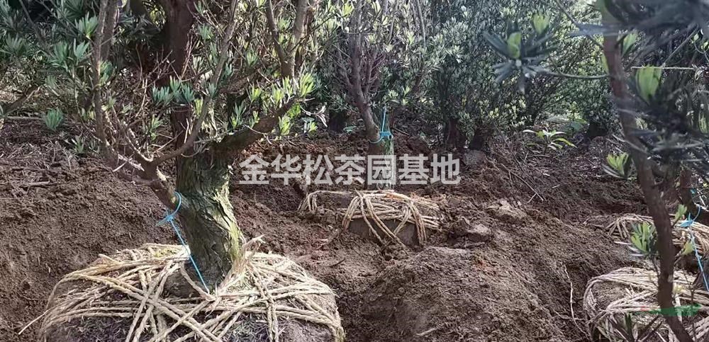 優(yōu)質特價小葉羅漢松 9-15公分小葉羅漢松產(chǎn)地直銷