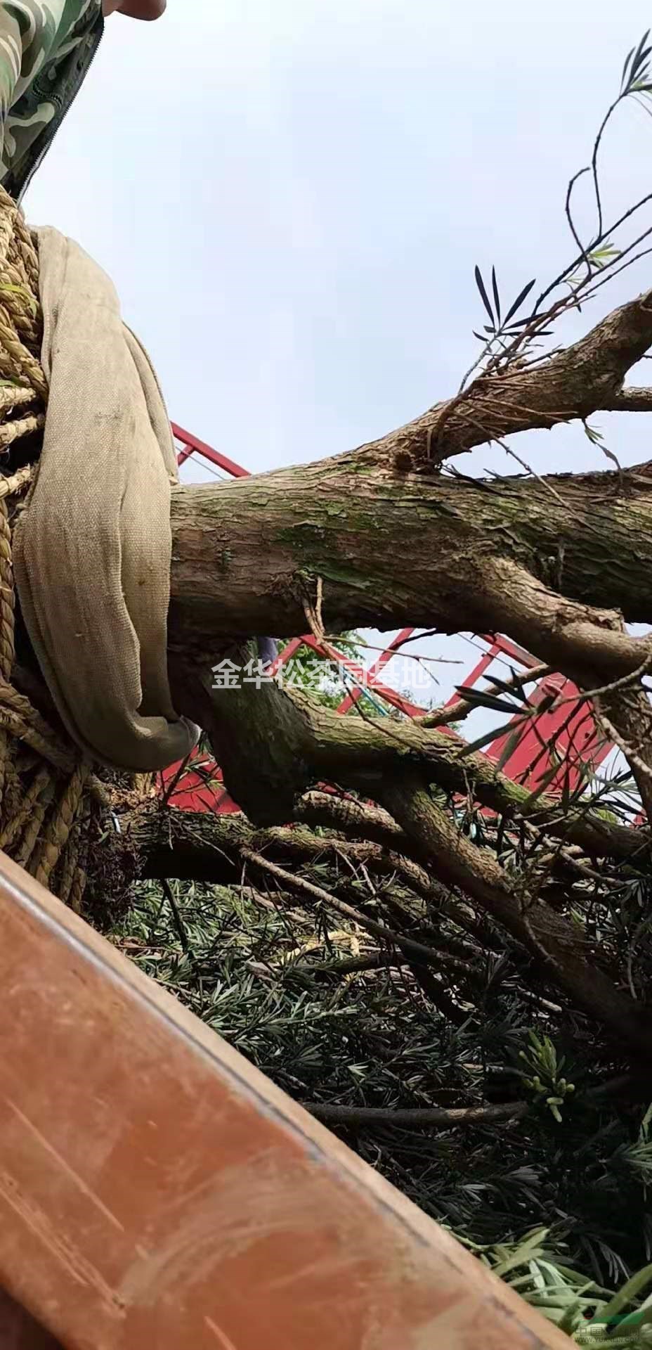 優(yōu)質特價小葉羅漢松 9-15公分小葉羅漢松產(chǎn)地直銷