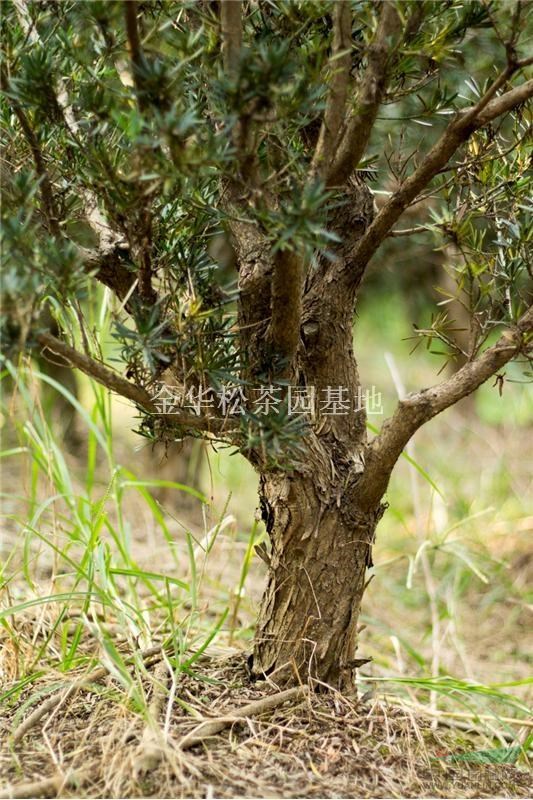 浙江金華小葉羅漢松盆景樁 哪里好/哪家便宜