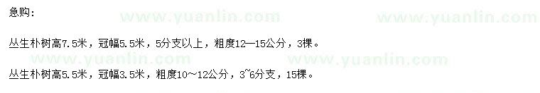 求購(gòu)高5.5、7.5米叢生樸樹
