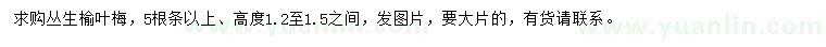 求購(gòu)高1.2-1.5米叢生榆葉梅
