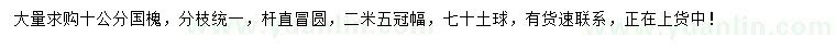 求購(gòu)10公分國(guó)槐