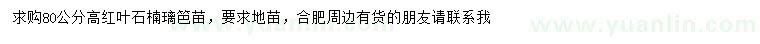求購高80公分紅葉石楠