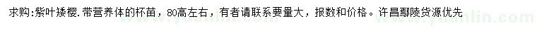 求購高80公分紫葉矮櫻