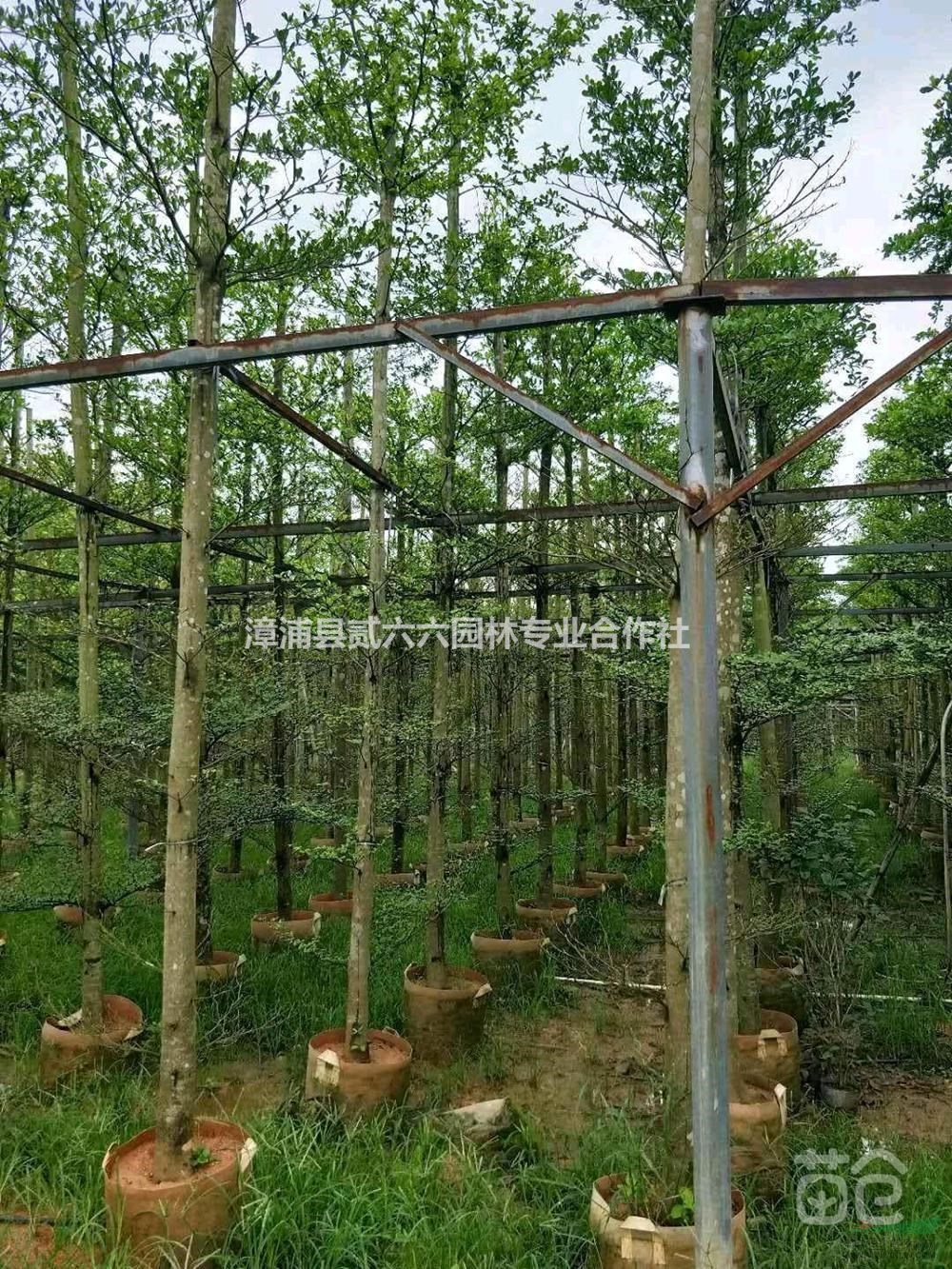 小葉欖仁8公分，高4米，價格400行情報價/小葉欖仁8公分，高4米，價格400圖片展示