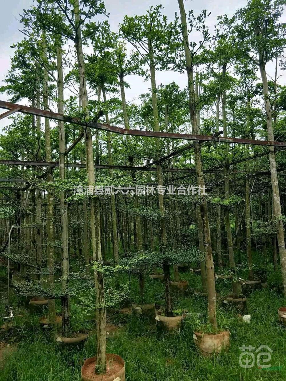 小葉欖仁8公分，高4米，價格400行情報價/小葉欖仁8公分，高4米，價格400圖片展示