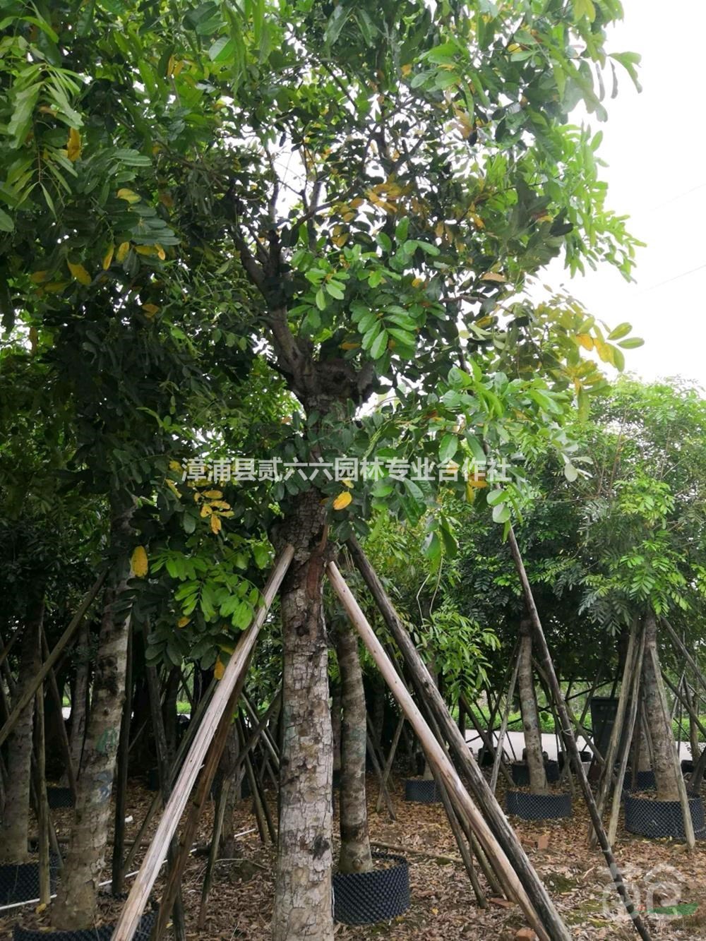 2019年福建黃花槐10公分，高4米，價(jià)格1000新報(bào)價(jià)