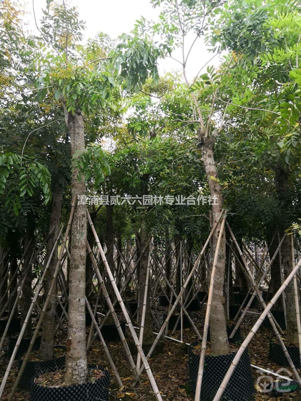 2019年福建黃花槐10公分，高4米，價(jià)格1000新報(bào)價(jià)