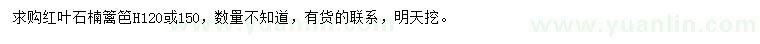 求購高120、150公分紅葉石楠