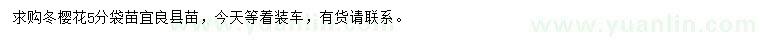 求購5公分冬櫻花
