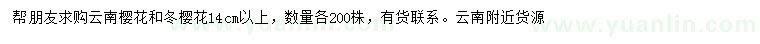 求購14公分云南櫻花、冬櫻花