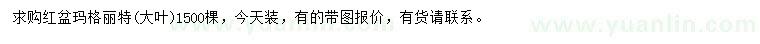 求購(gòu)瑪格麗特