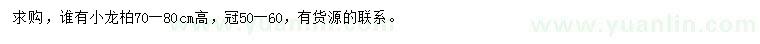 求購高70-80公分小龍柏