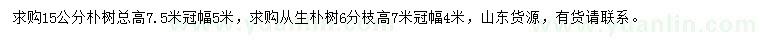 求購15公分樸樹、冠幅4米從生樸樹