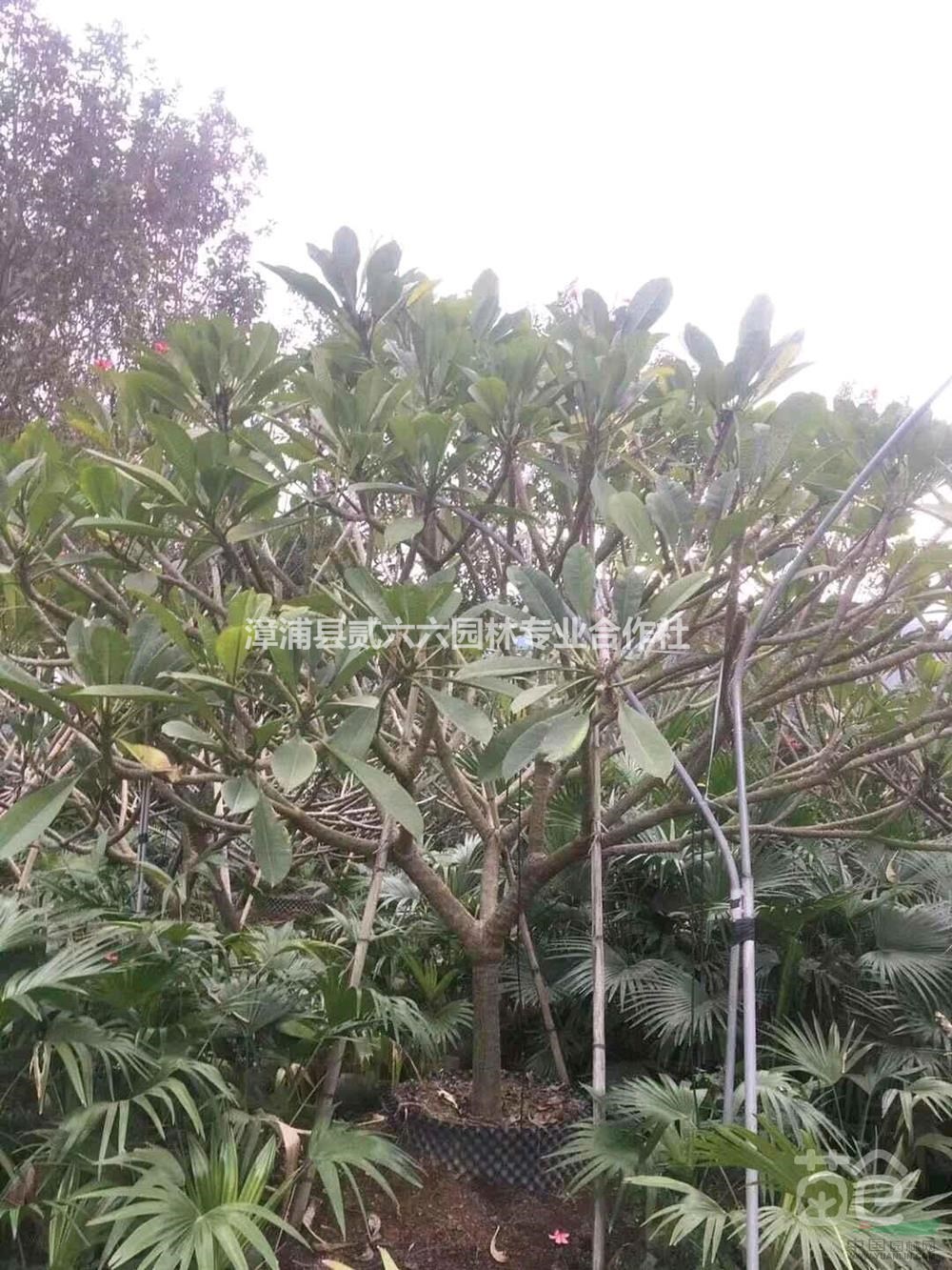 福建紅花雞蛋花高2.5米，冠幅2.5米，價格450介紹/特征/用途