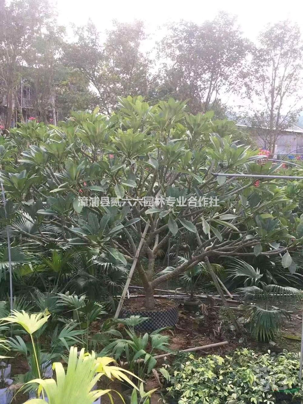 福建紅花雞蛋花高2.5米，冠幅2.5米，價格450介紹/特征/用途