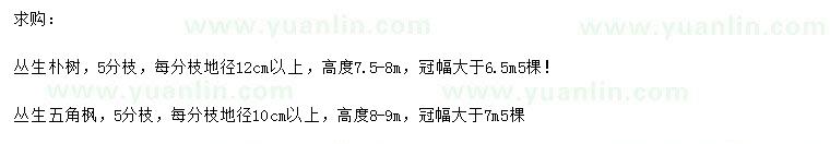 求購(gòu)5分枝叢生樸樹(shù)、叢生五角楓