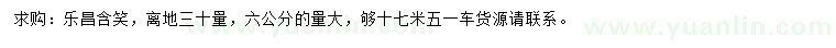 求購30公分量6公分樂昌含笑