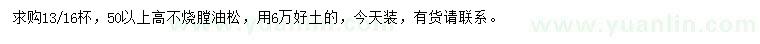 求購高50公分以上油松