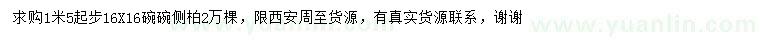 求購1.5米以上側柏