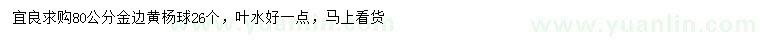 求購(gòu)80公分金邊黃楊球