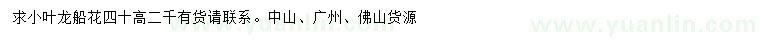 求購高40公分小葉龍船花
