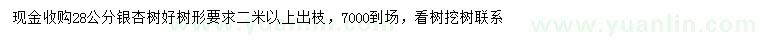 求購(gòu)28公分銀杏