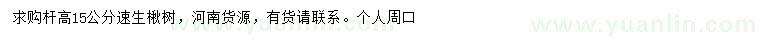 求購高15公分速生楸樹