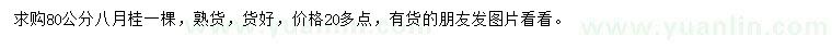 求購80公分八月桂