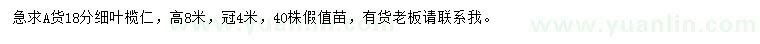 求購18公分細葉欖仁
