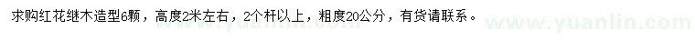 求購20公分紅花繼木