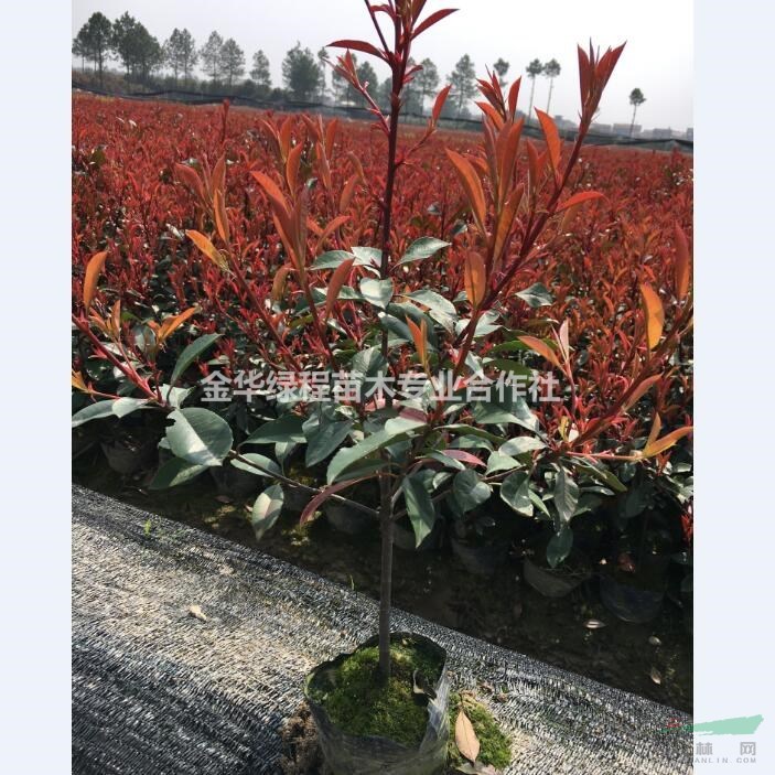 浙江紅葉石楠杯苗價格0.26元一株 大桶苗金華紅葉石楠大杯苗