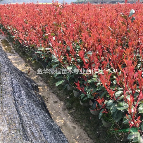 浙江紅葉石楠杯苗價格0.26元一株 大桶苗金華紅葉石楠大杯苗