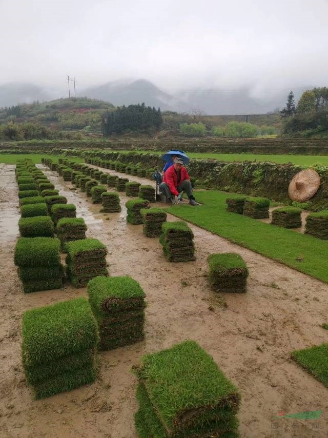 郴州馬尼拉草皮批發(fā)